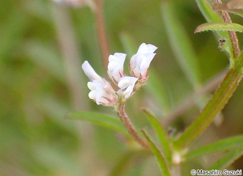 スズメノエンドウ Vicia hirsuta