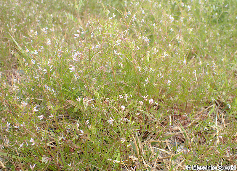 スズメノエンドウ Vicia hirsuta