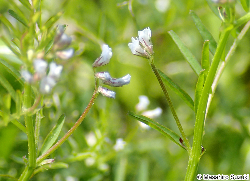 スズメノエンドウ Vicia hirsuta