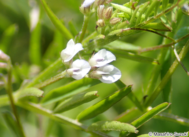 スズメノエンドウ Vicia hirsuta