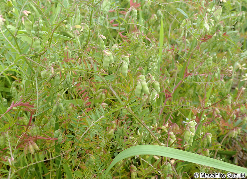 スズメノエンドウ Vicia hirsuta