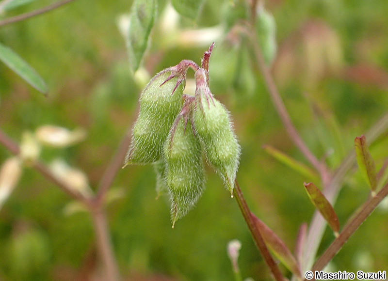 スズメノエンドウ Vicia hirsuta
