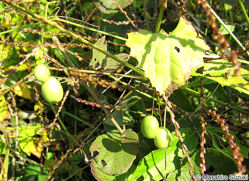 スズメウリ Zehneria japonica