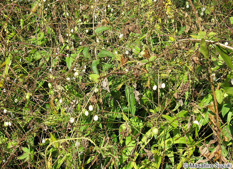 スズメウリ Zehneria japonica