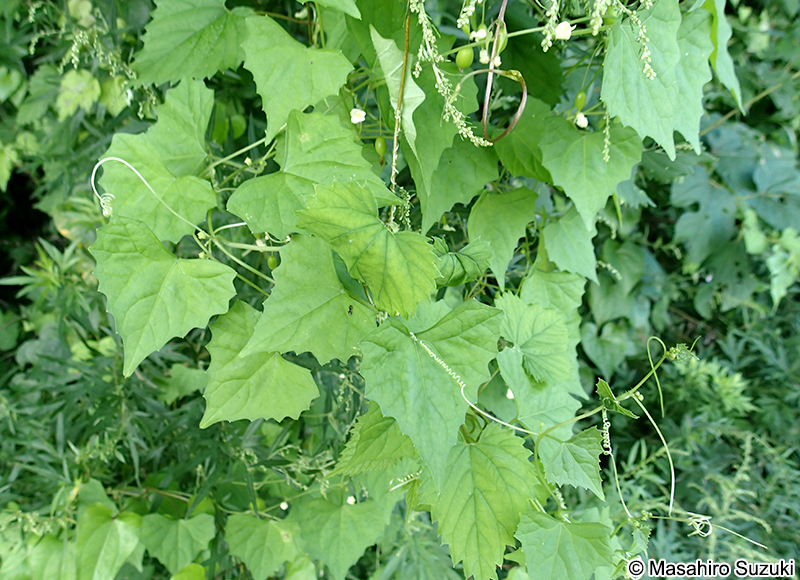 スズメウリ Zehneria japonica