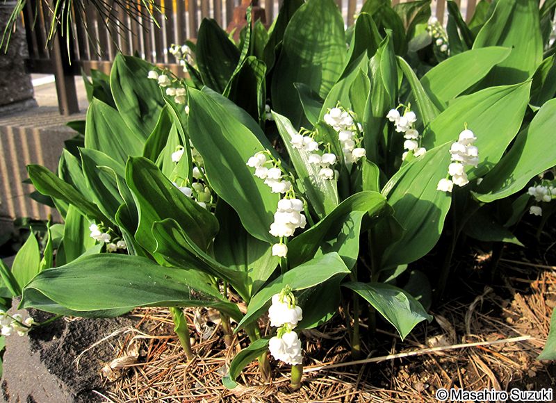 ドイツスズラン Convallaria majalis