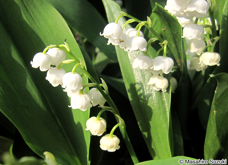 ドイツスズラン Convallaria majalis