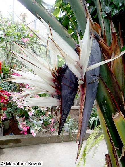 タビビトノキ Ravenala madagascariensis