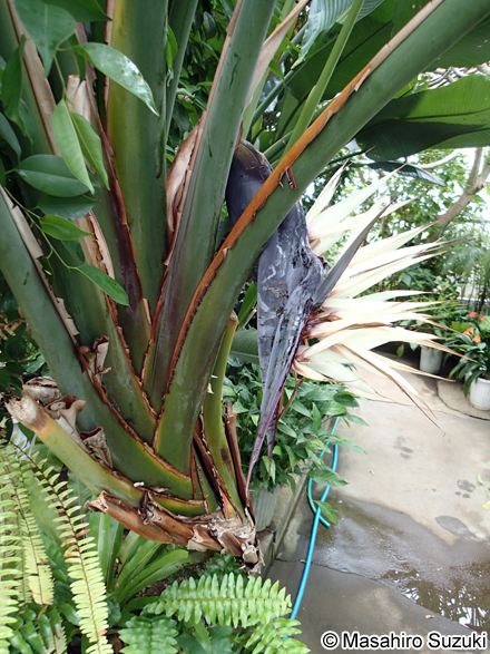 タビビトノキ Ravenala madagascariensis