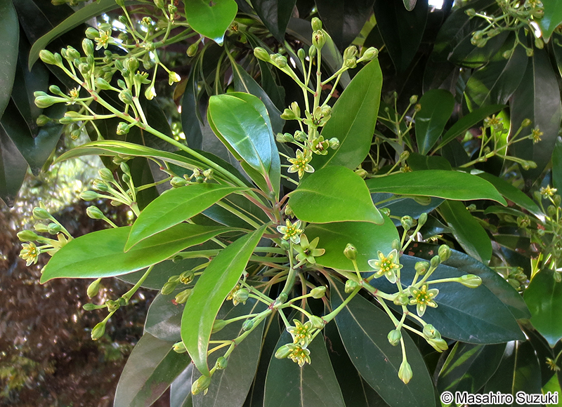 タブノキ Machilus thunbergii