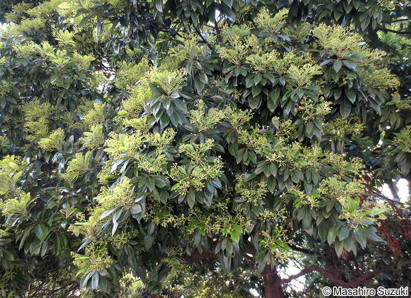 タブノキ Machilus thunbergii