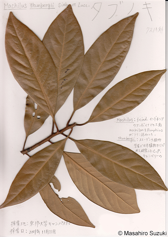 タブノキの押し葉