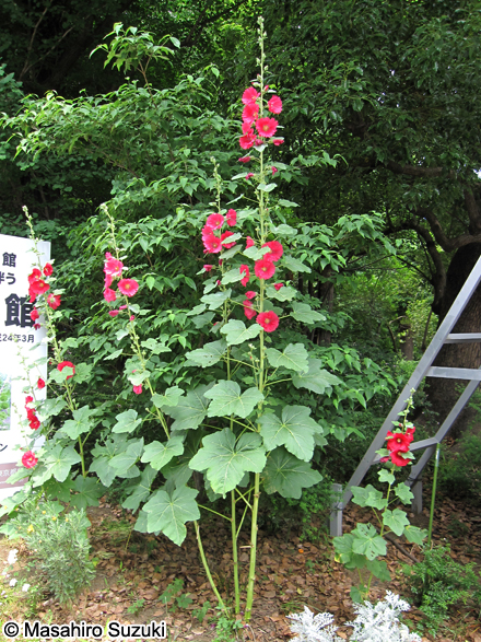 タチアオイ Alcea rosea