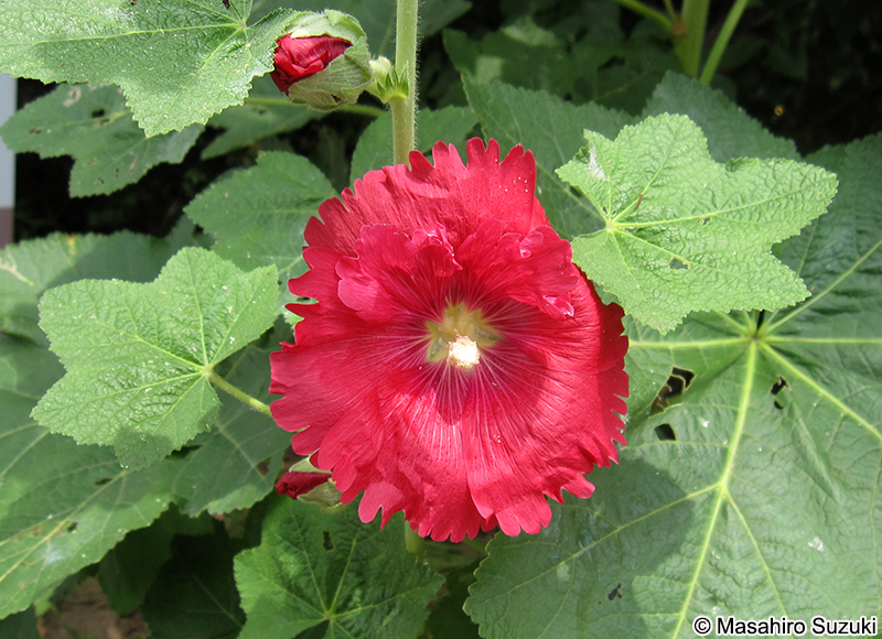 タチアオイ Alcea rosea
