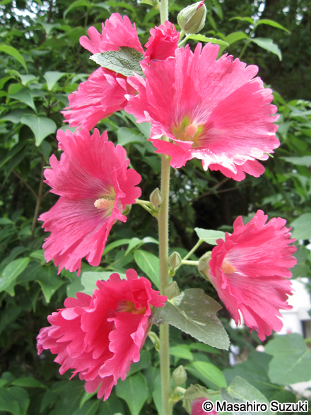 タチアオイ Alcea rosea