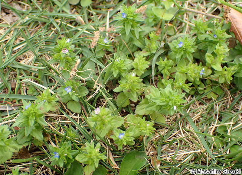 タチイヌノフグリ Veronica arvensis