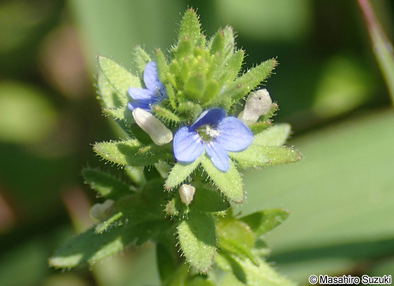 タチイヌノフグリ Veronica arvensis
