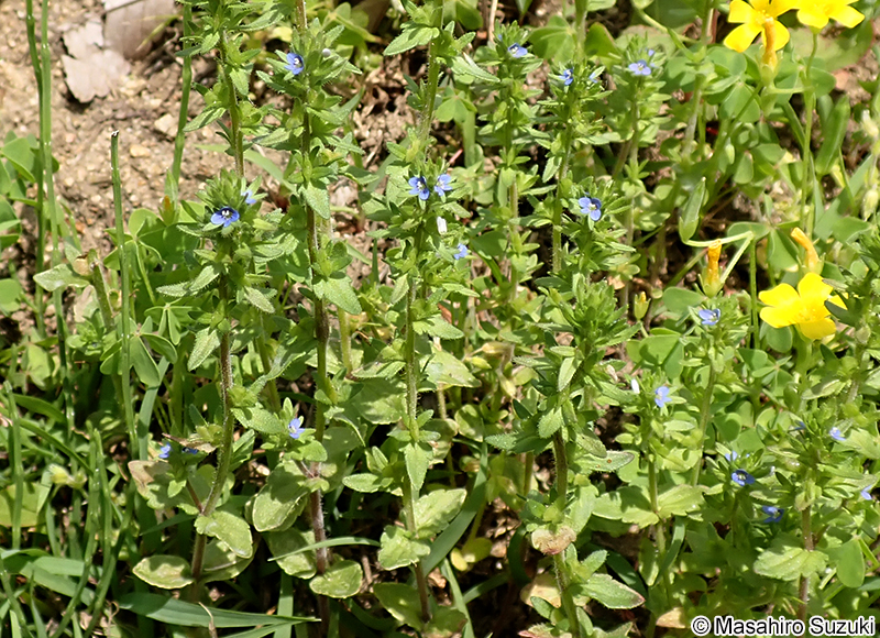 タチイヌノフグリ Veronica arvensis