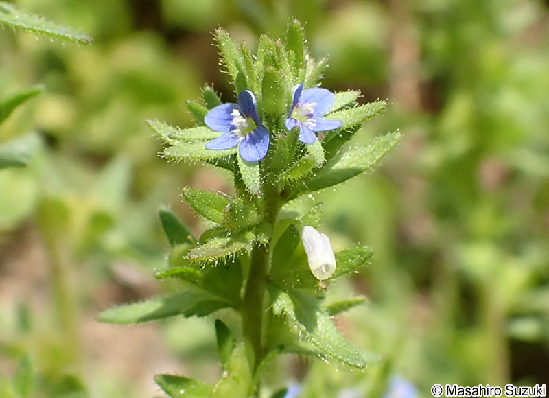 タチイヌノフグリ Veronica arvensis