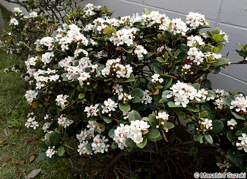シャリンバイ Rhaphiolepis indica var. umbellata