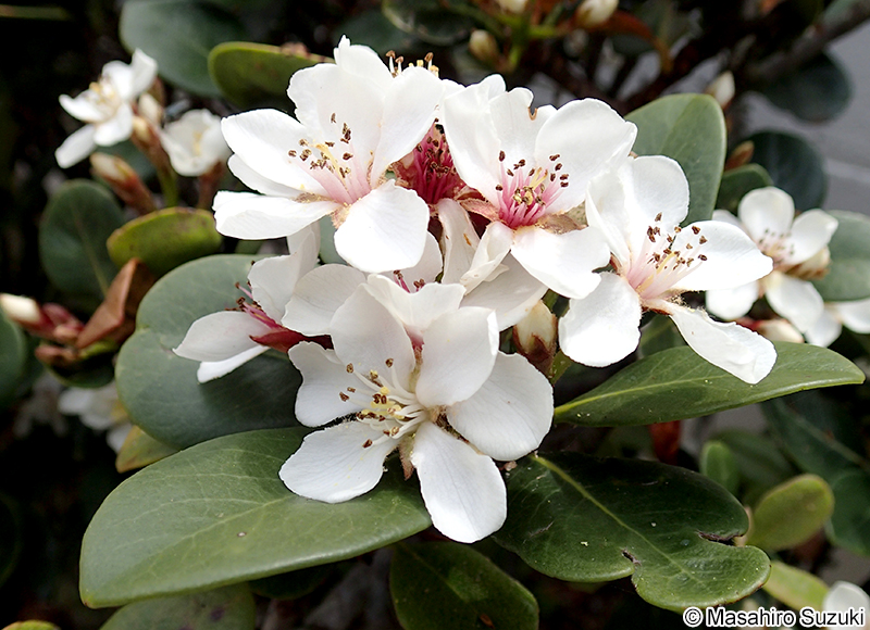 シャリンバイ Rhaphiolepis indica var. umbellata