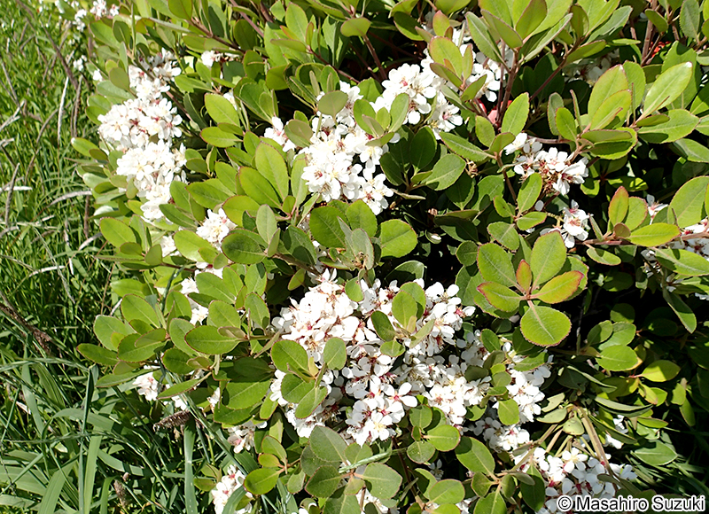 シャリンバイ Rhaphiolepis indica var. umbellata