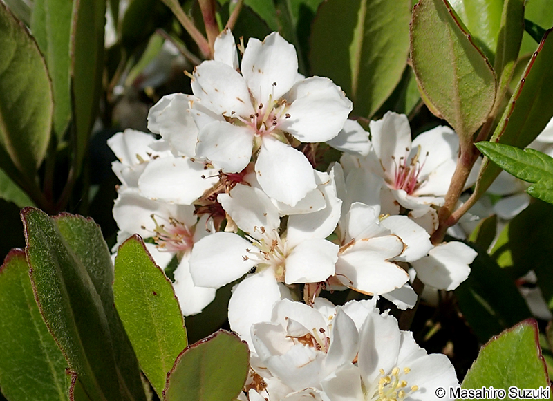 シャリンバイ Rhaphiolepis indica var. umbellata