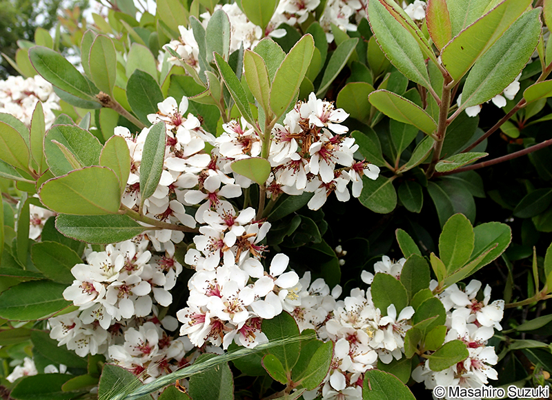 シャリンバイ Rhaphiolepis indica var. umbellata