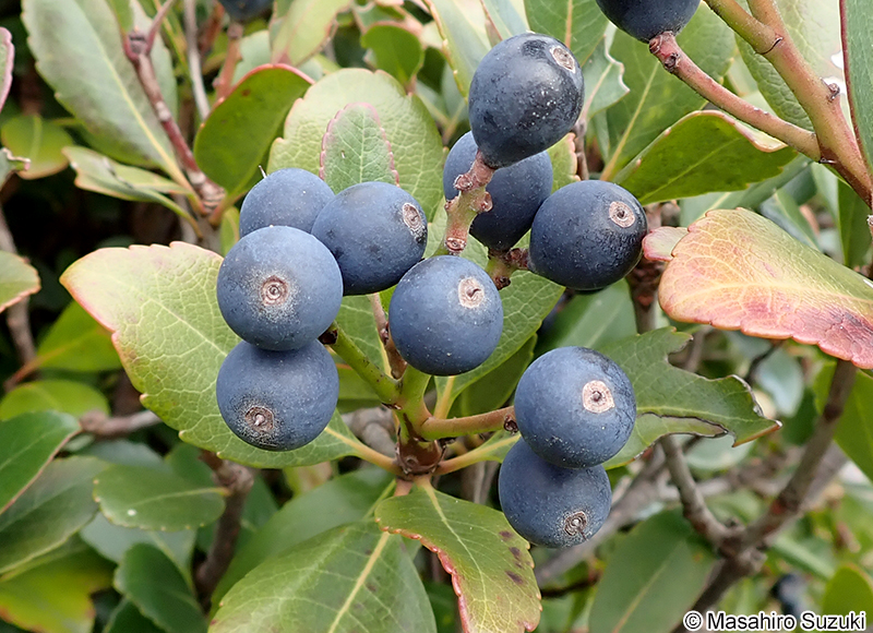 シャリンバイの果実