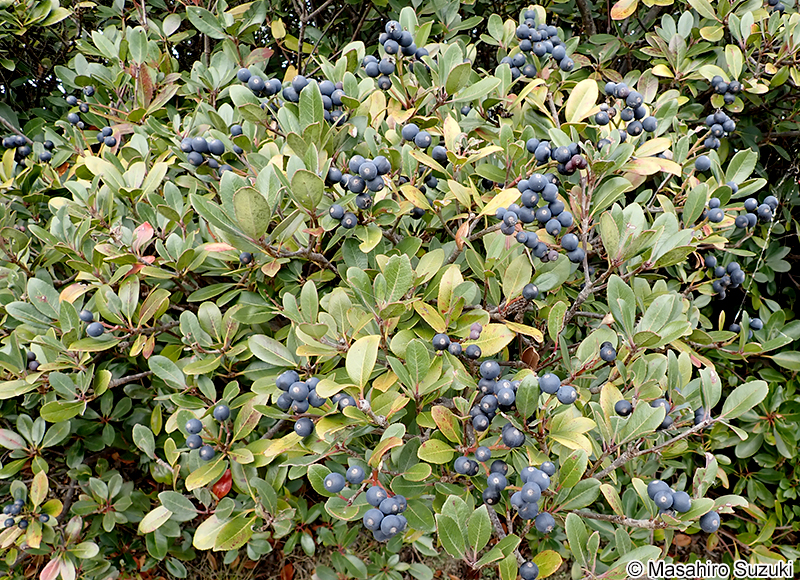 シャリンバイの果実