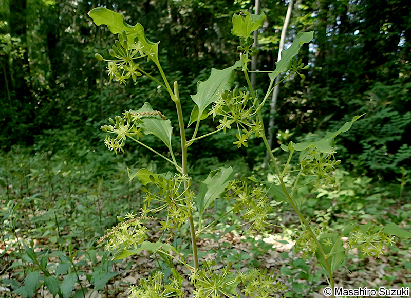 タチシオデ Smilax nipponica