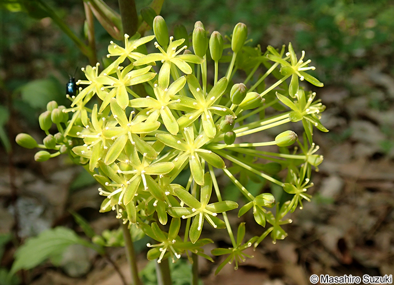 タチシオデ Smilax nipponica