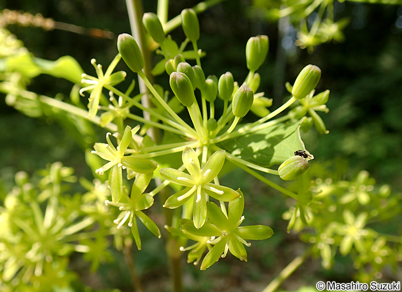 タチシオデ Smilax nipponica
