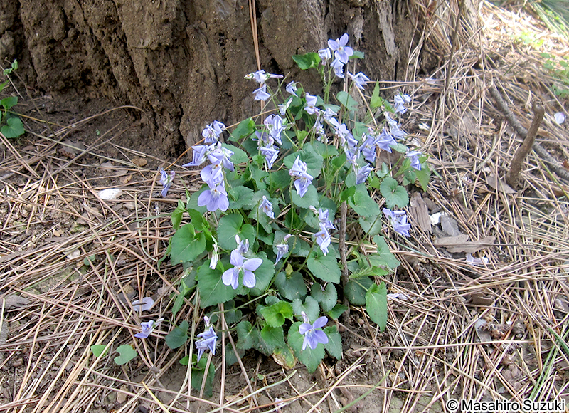 タチツボスミレ Viola grypoceras