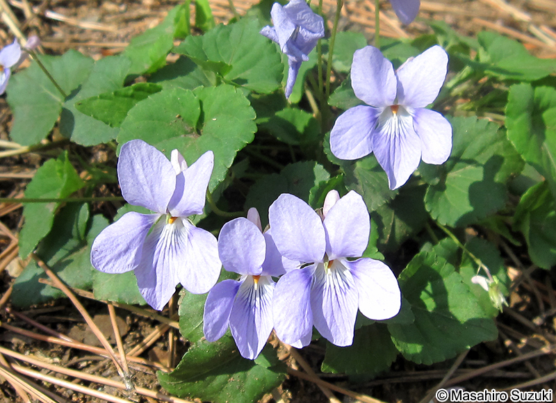 タチツボスミレ Viola grypoceras