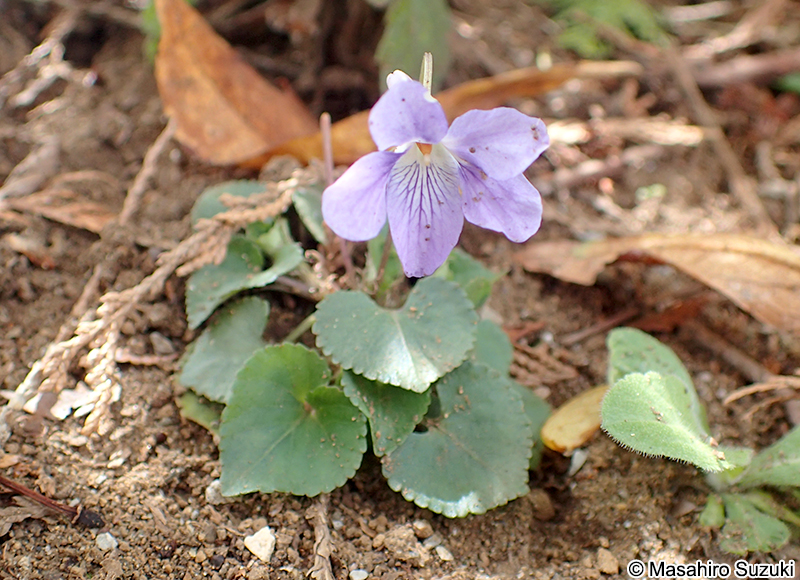 タチツボスミレ Viola grypoceras