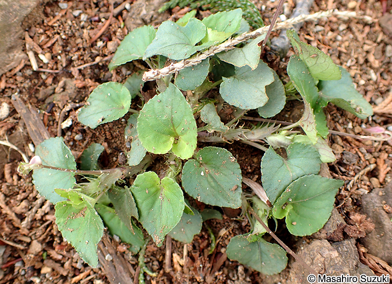 タチツボスミレ Viola grypoceras