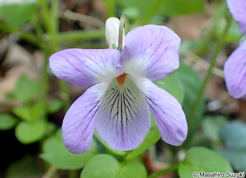 タチツボスミレ Viola grypoceras ?