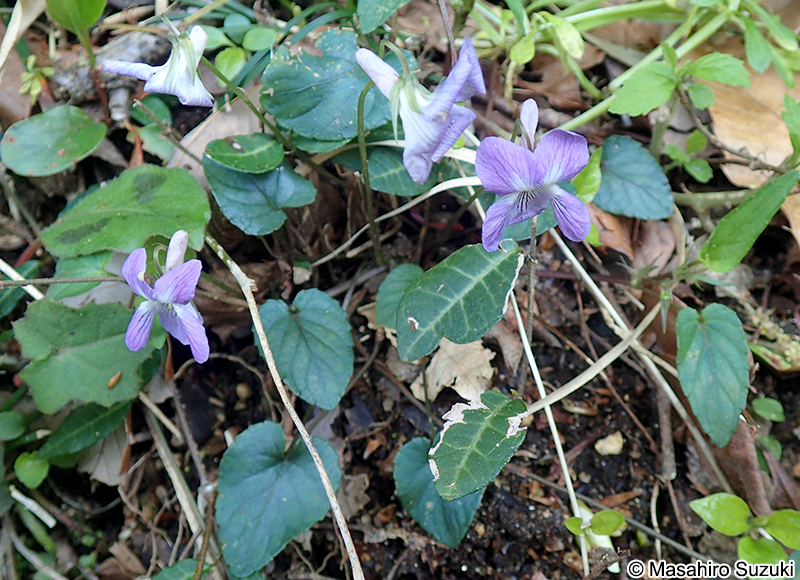 タチツボスミレ Viola grypoceras ?