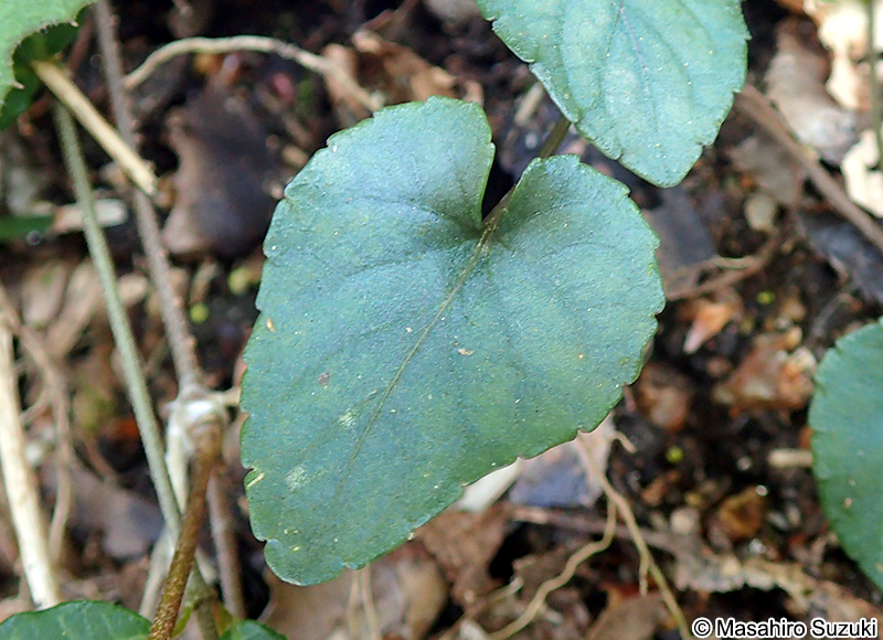 タチツボスミレ Viola grypoceras ?