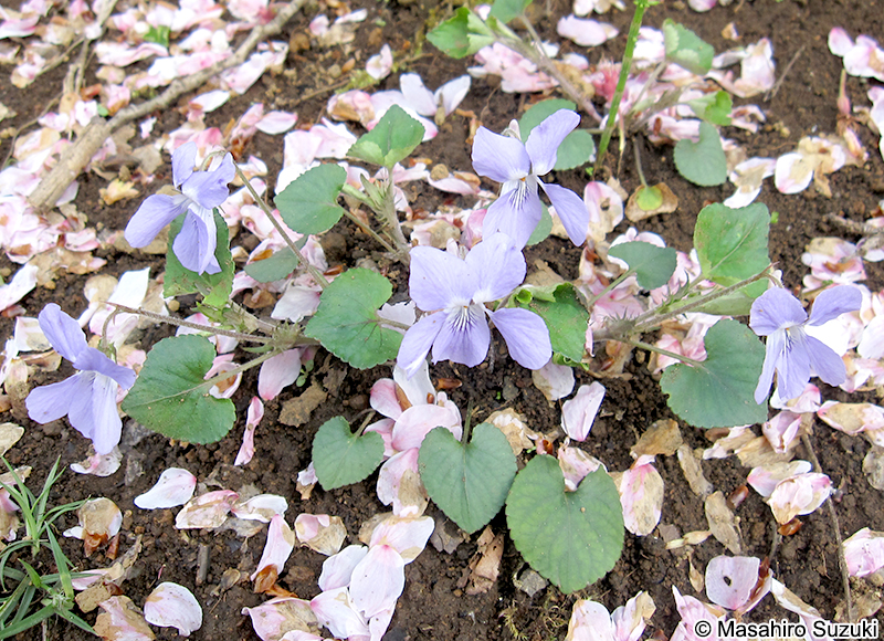 タチツボスミレ Viola grypoceras
