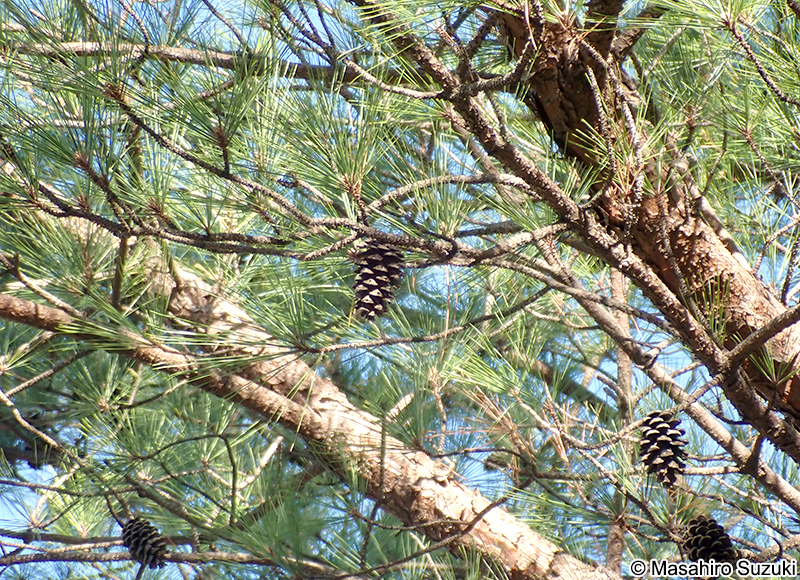 テーダマツ Pinus taeda