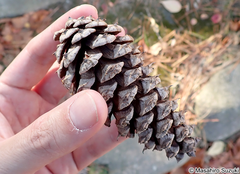 テーダマツの球果