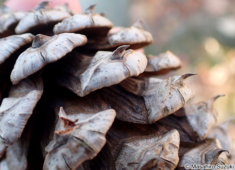 テーダマツの球果