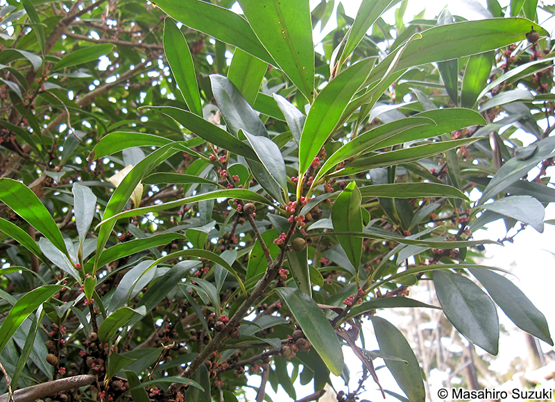 タイミンタチバナ Myrsine seguinii