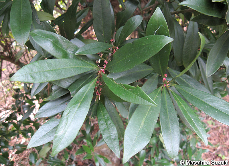 タイミンタチバナ Myrsine seguinii