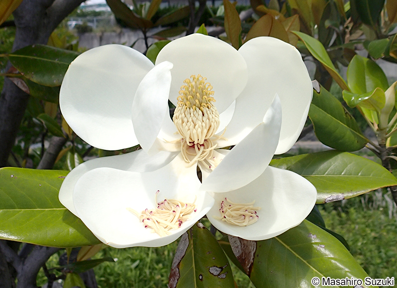 タイサンボク Magnolia grandiflora