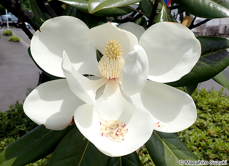 タイサンボク Magnolia grandiflora
