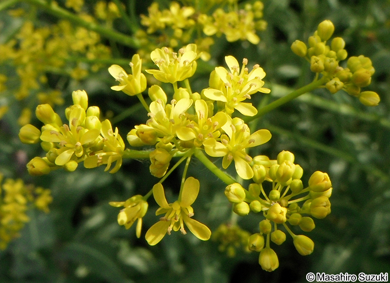 タイセイ Isatis tinctoria var. indigotica