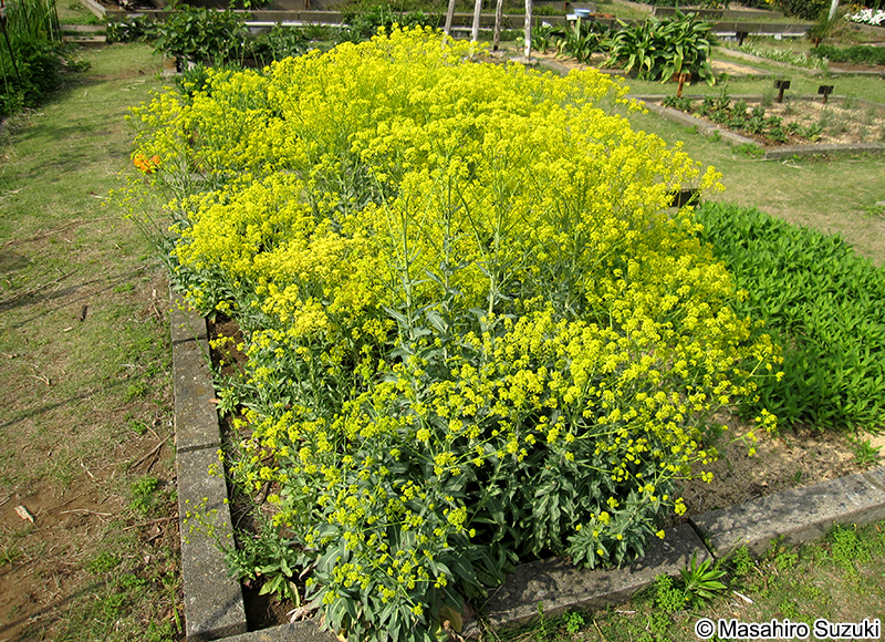 タイセイ Isatis tinctoria var. indigotica
